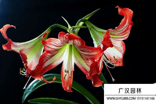 鶴頂紅花 鶴頂紅花