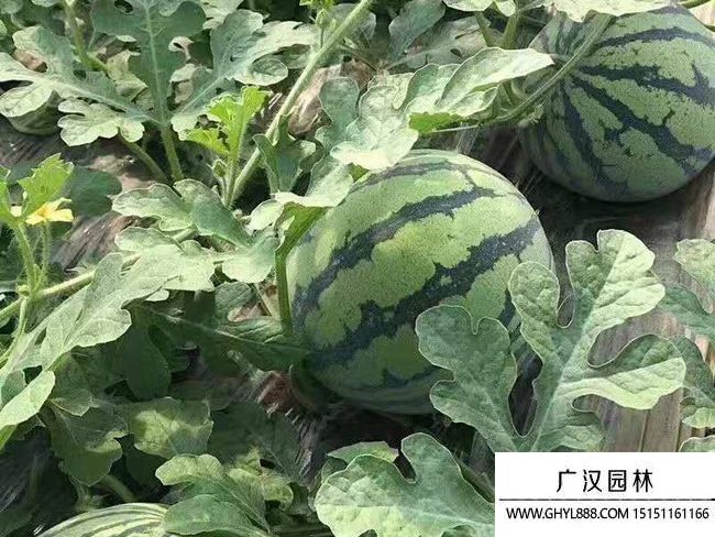 黑美人西瓜栽培技術(shù) 黑美人西瓜栽培技術(shù)