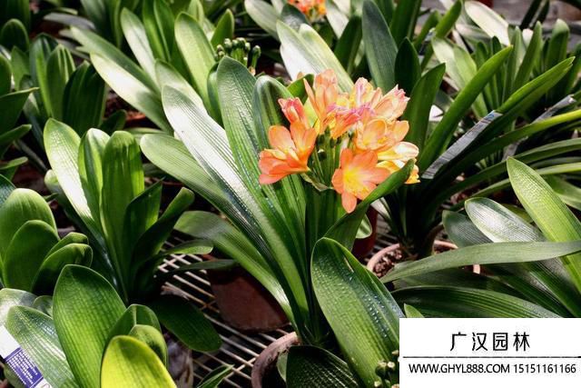 君子蘭花圖片 君子蘭花圖片