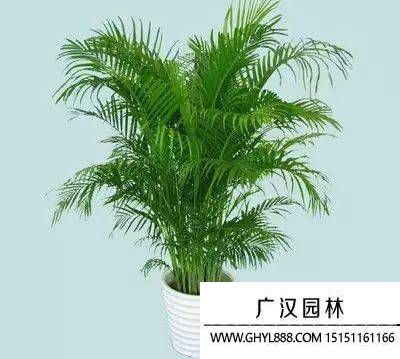 鳳尾竹圖片 鳳尾竹圖片