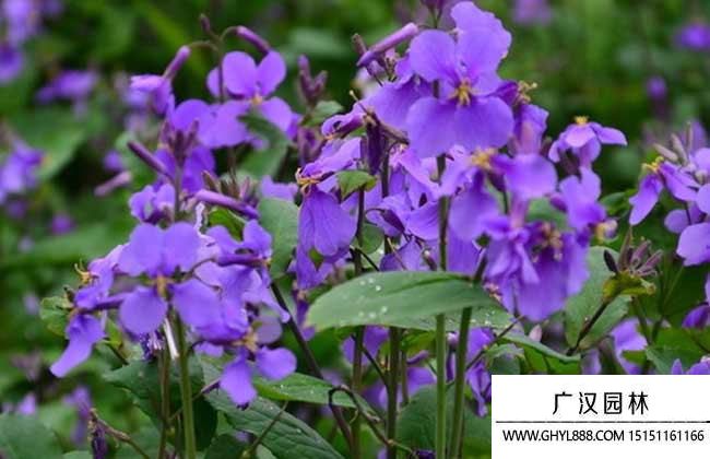 紫羅蘭圖片 紫羅蘭圖片