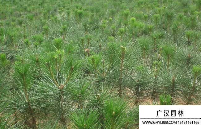 白皮松圖片 白皮松圖片