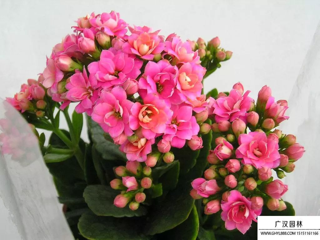 長壽花如何養(yǎng)