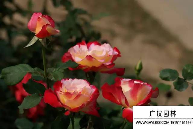 月季花圖片 月季花圖片