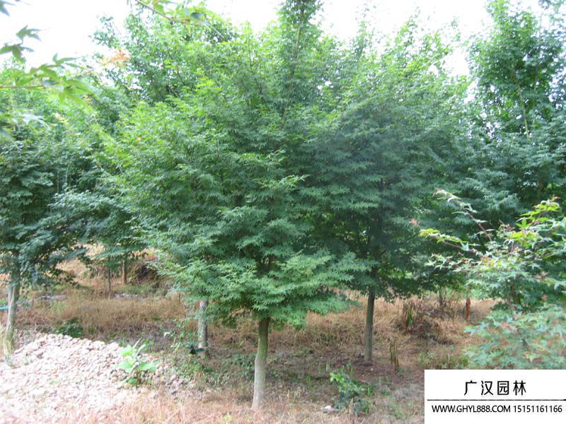 楓樹(shù)圖片 楓樹(shù)圖片