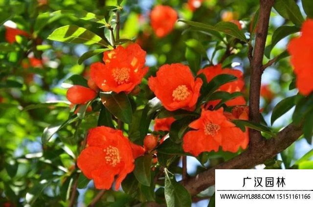 石榴花圖片 石榴花圖片