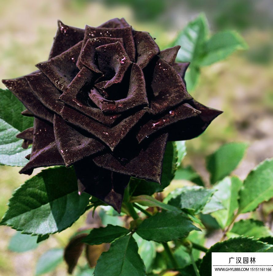黑玫瑰圖片 黑玫瑰圖片
