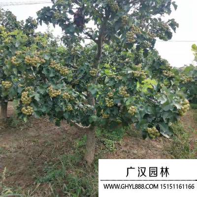 山楂樹圖片 山楂樹圖片