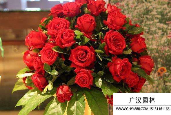 30朵玫瑰 30朵玫瑰