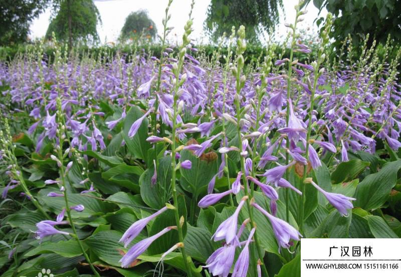 紫花玉簪圖片 紫花玉簪圖片