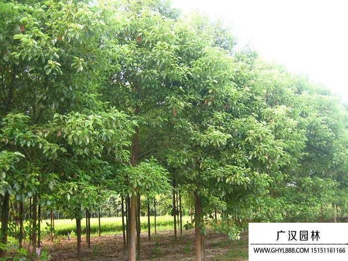 香樟樹(shù)圖片 香樟樹(shù)圖片