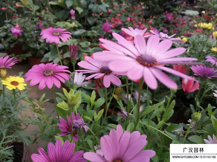 扶郎花圖片 扶郎花圖片