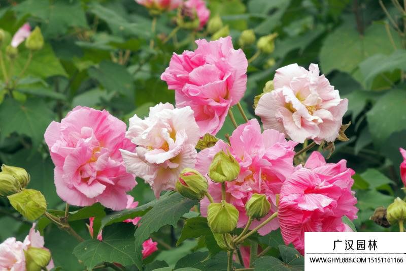 芙蓉花圖片 芙蓉花圖片