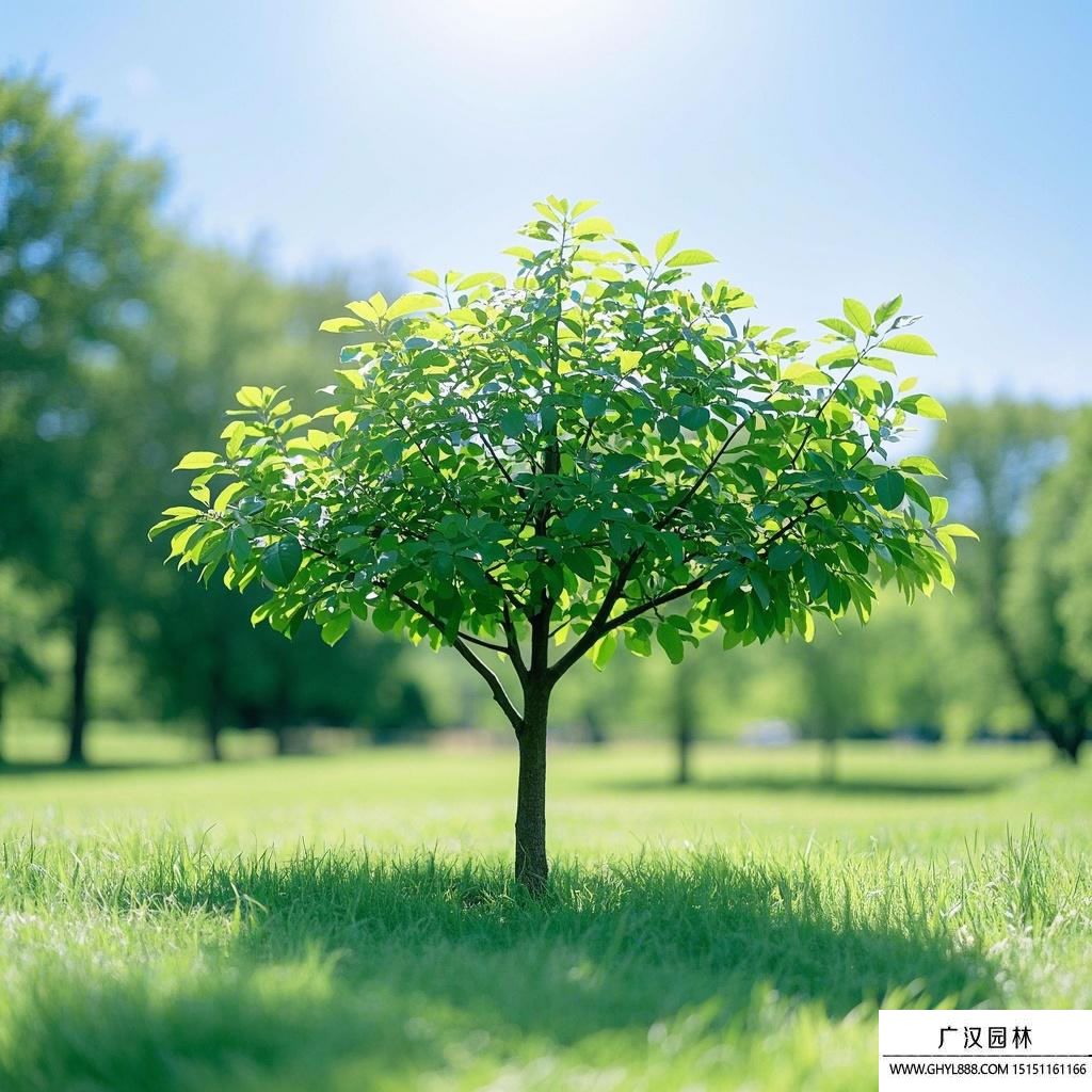 綠寶樹(shù) 綠寶樹(shù)