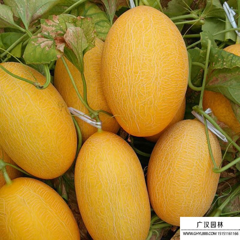 哈密瓜圖片 哈密瓜圖片