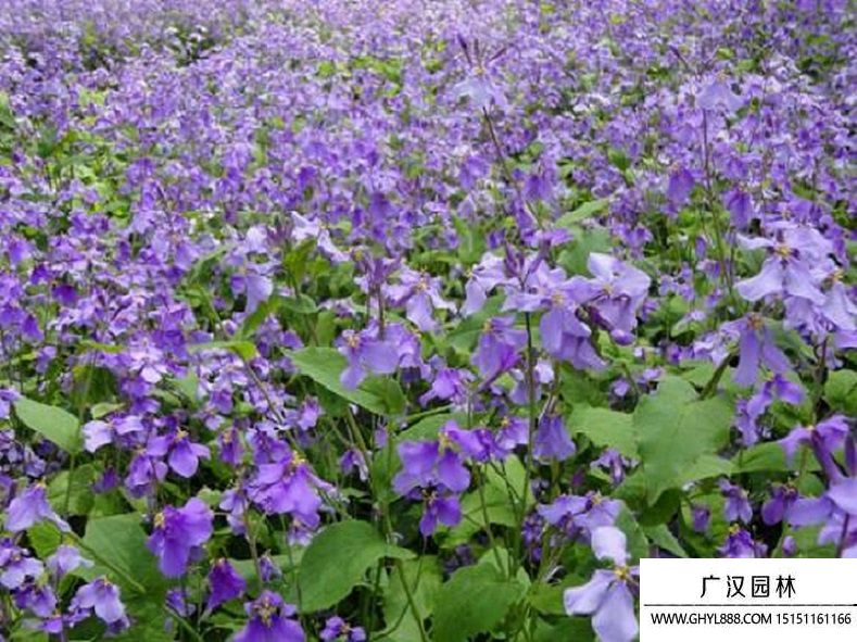 二月蘭圖片 二月蘭圖片