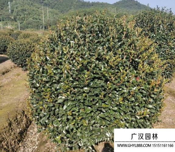 茶梅球圖片 茶梅球圖片