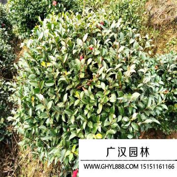 白色茶梅球 白色茶梅球