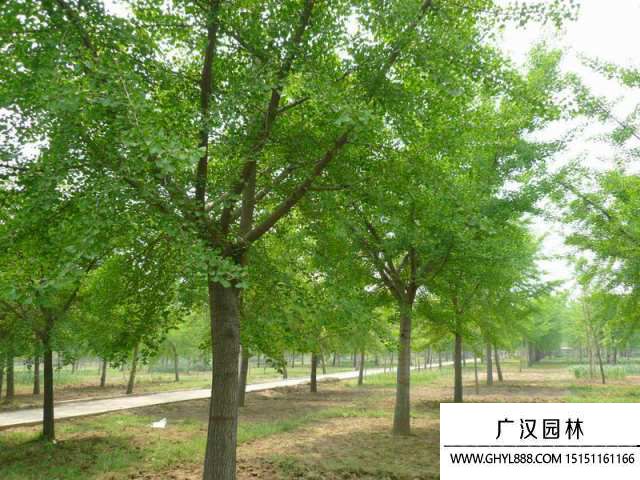 銀杏樹圖片 銀杏樹圖片