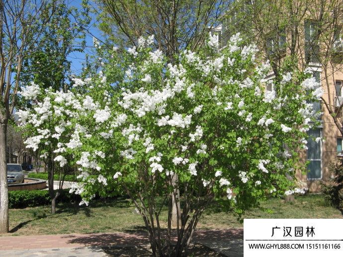 白色丁香花圖片