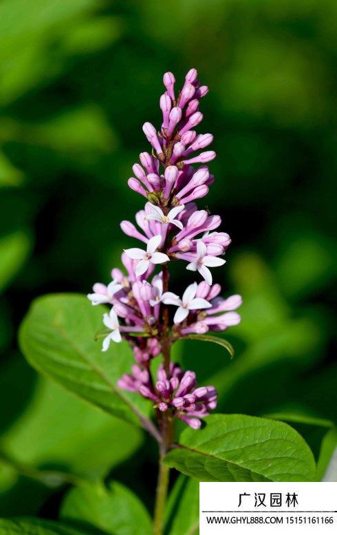 粉色丁香花圖片