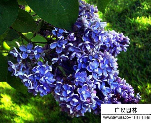 藍(lán)色丁香花圖片