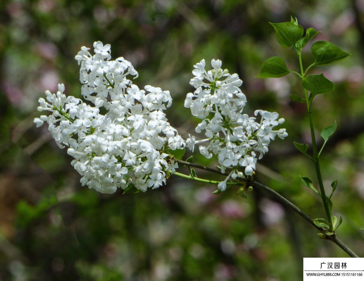 丁香花圖片 丁香花圖片