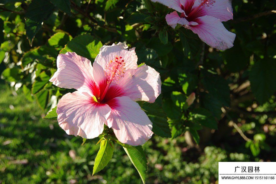 木槿花圖片 木槿花圖片