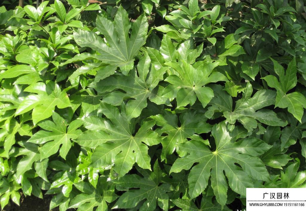 八角金盤圖片 八角金盤圖片