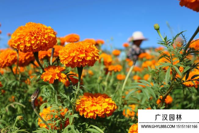 萬(wàn)壽菊?qǐng)D片