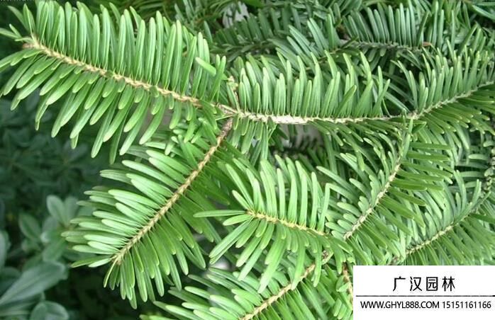 黃杉圖片 黃杉圖片