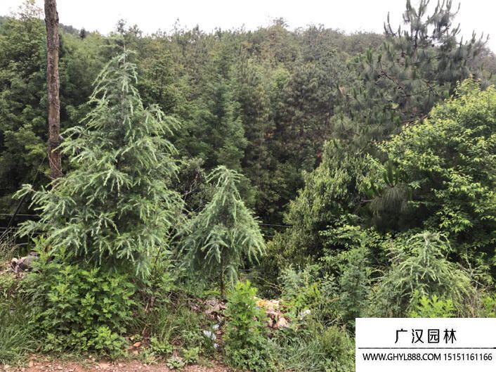 黃杉圖片 黃杉圖片