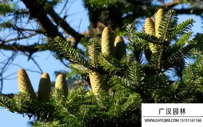 黃杉圖片 黃杉圖片