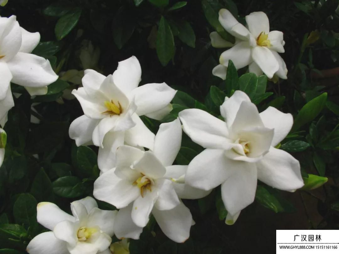 梔子花圖片 梔子花圖片