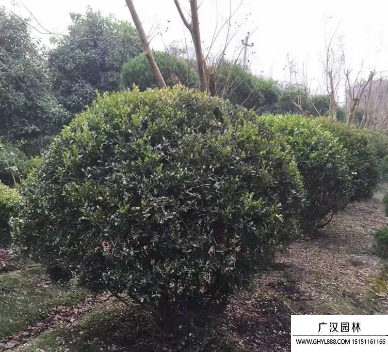 鳳尾蘭圖片 鳳尾蘭圖片