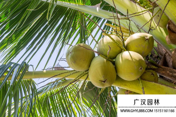 椰子圖片 椰子圖片