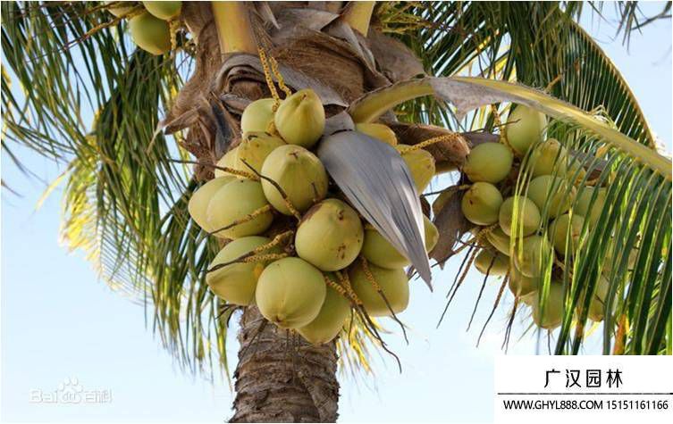 椰子圖片