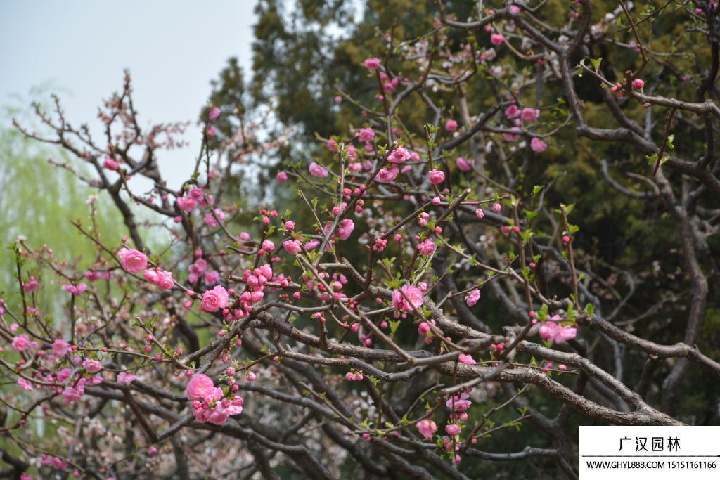 榆葉梅圖片 榆葉梅圖片