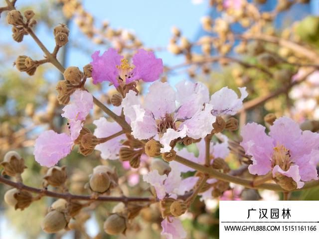 榆葉梅圖片 榆葉梅圖片