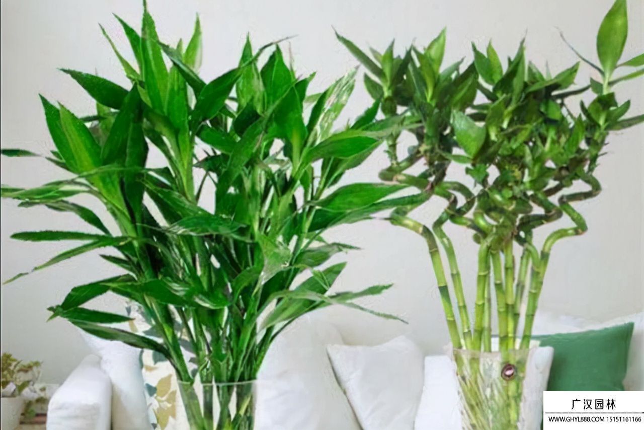 富貴竹圖片 富貴竹圖片