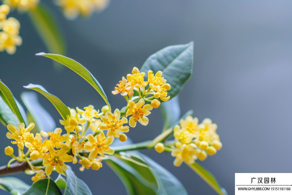 金桂圖片 金桂圖片