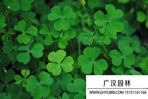 四葉草圖片 四葉草圖片