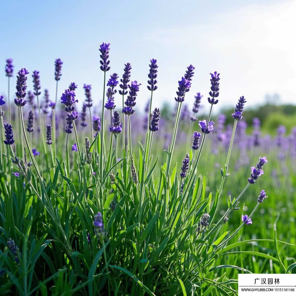 熏衣草圖片.jpg