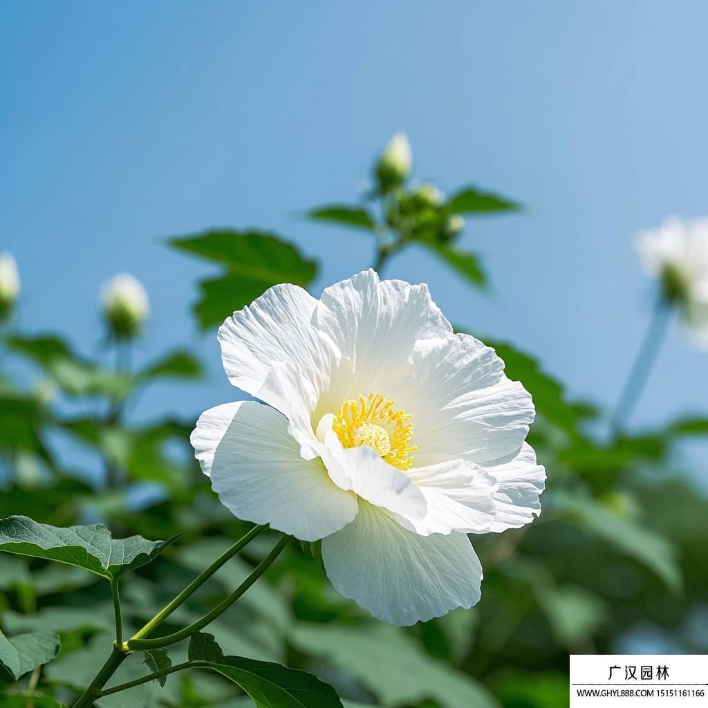 芙蓉花花期介紹.jpg
