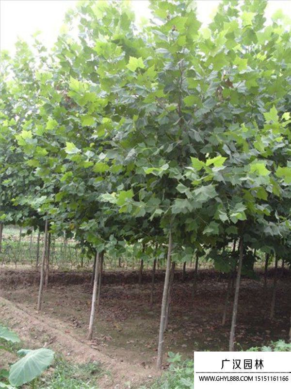 法國梧桐 法國梧桐