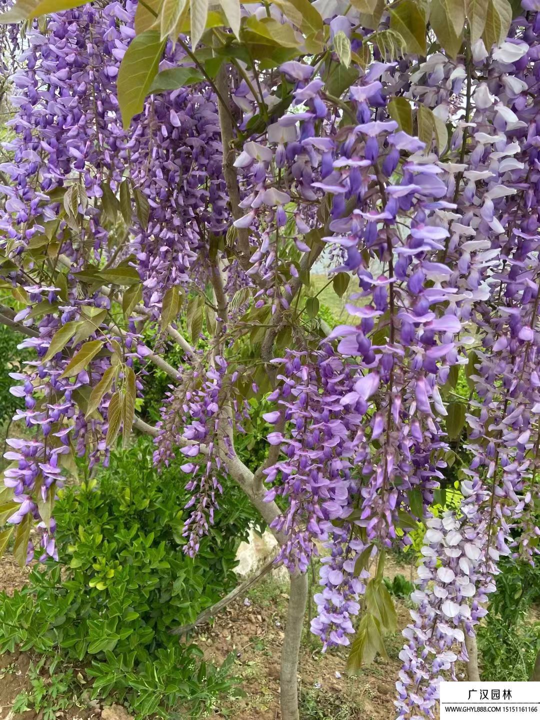紫藤樹 紫藤樹
