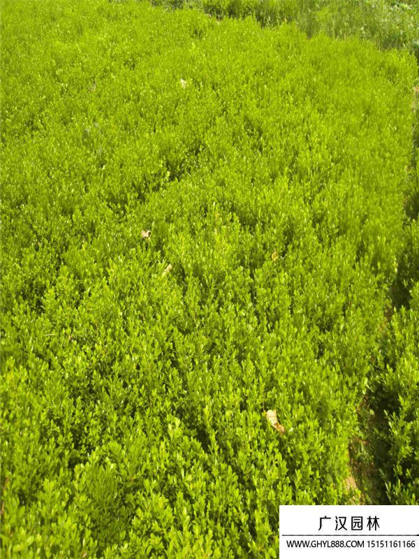 小葉黃楊 小葉黃楊