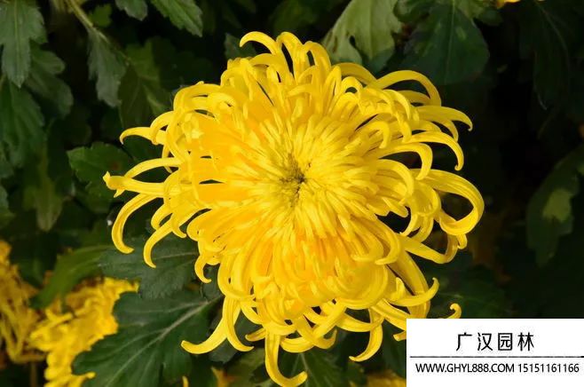 黃菊花
