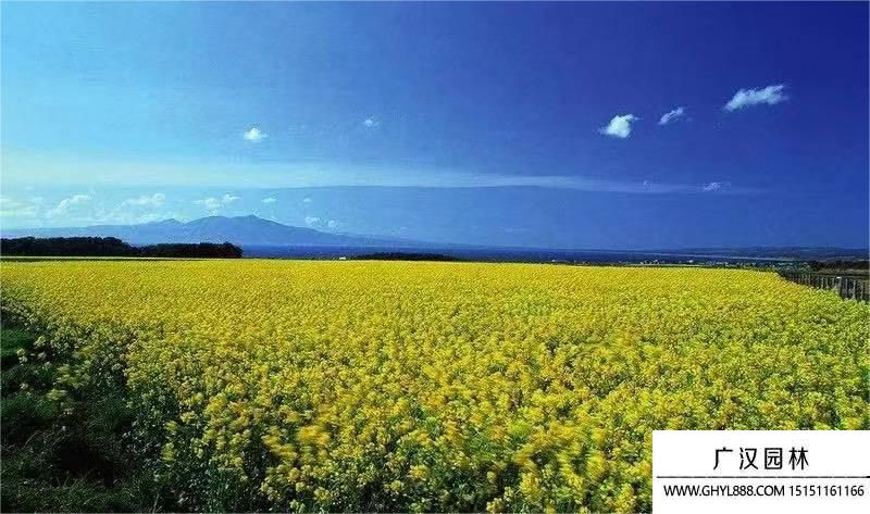 油菜花 油菜花