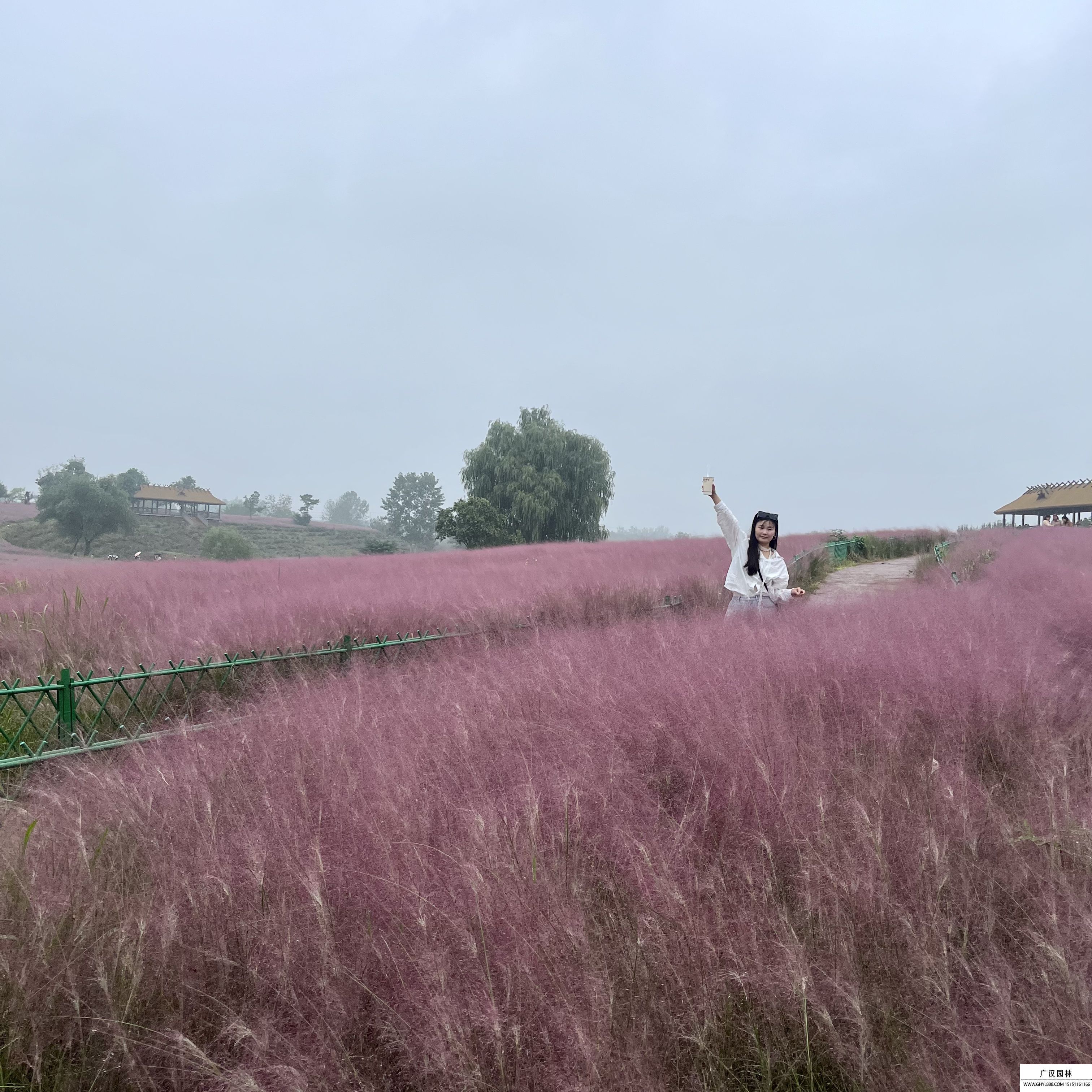 粉黛亂子草 粉黛亂子草